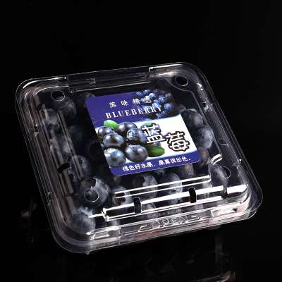 PET Tray Packing Blueberries Packaging 125G Plastic Blueberry Fruit Box